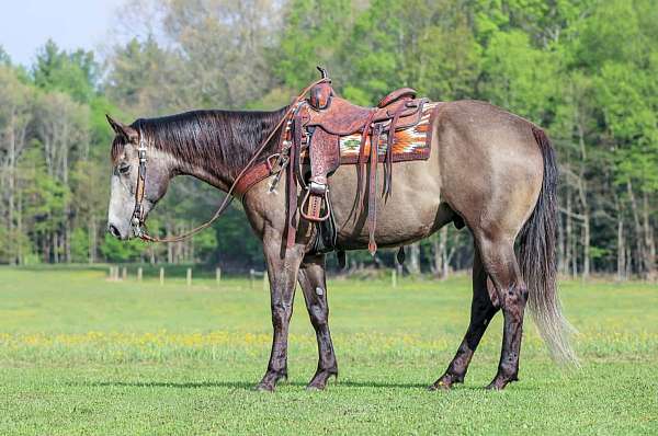 grey-quarter-horse-gelding