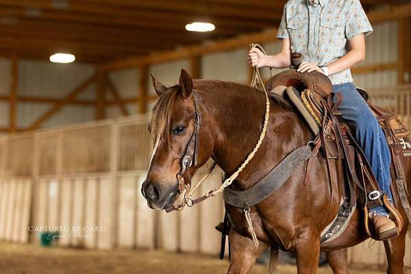 all-around-quarter-pony