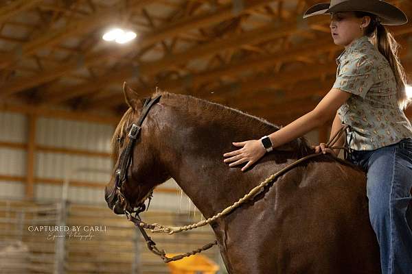 chocolate-quarter-pony-for-sale