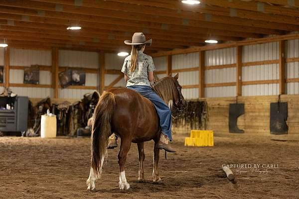 chocolate-quarter-pony
