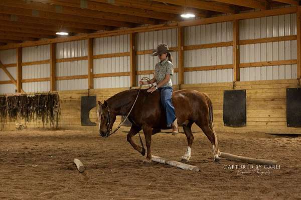 beginner-quarter-pony