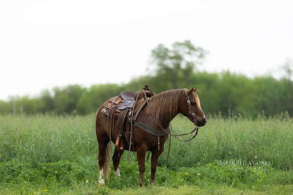kid-safe-quarter-pony