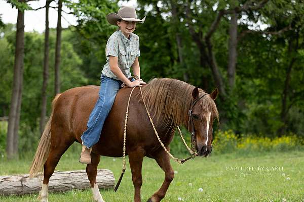 ranch-work-quarter-pony