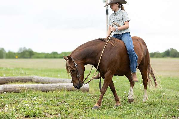 show-quarter-pony