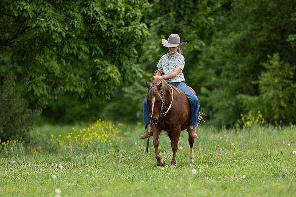 trail-quarter-pony