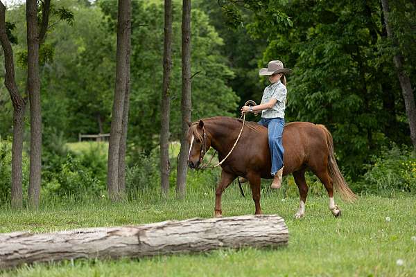 trail-riding-quarter-pony
