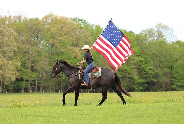 beginner-quarter-horse