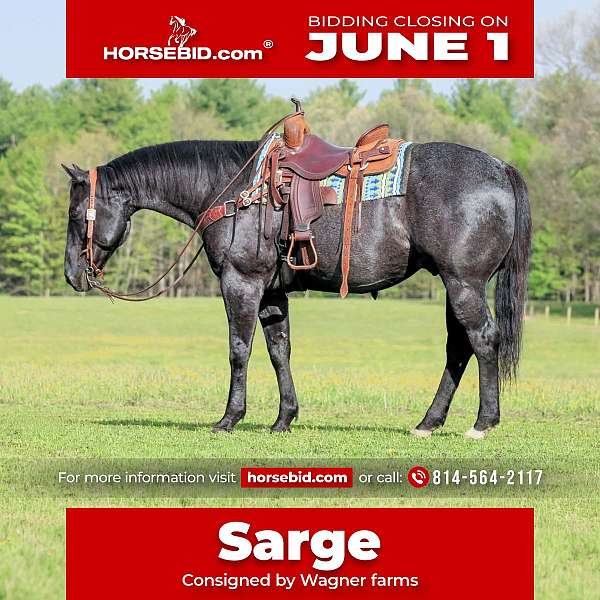 all-around-quarter-horse