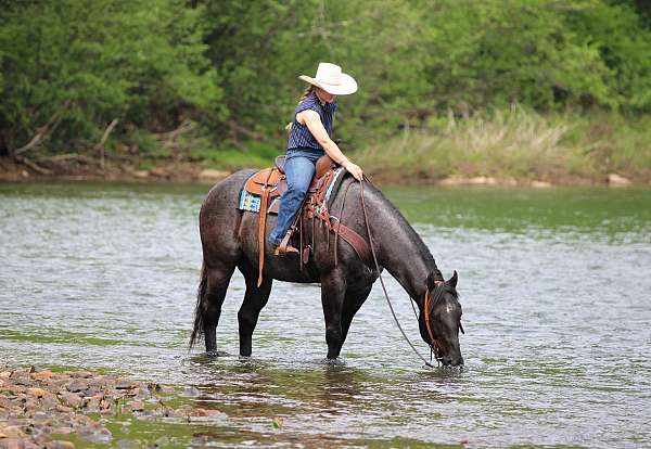 athletic-quarter-horse
