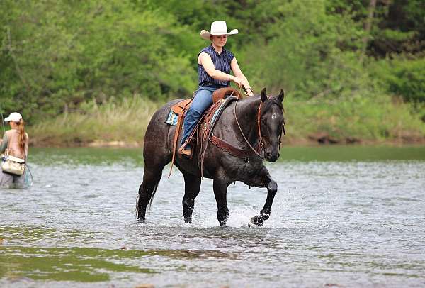 flashy-quarter-horse