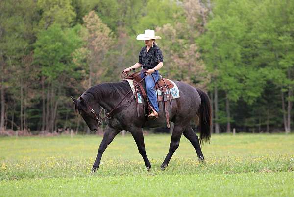 husband-safe-quarter-horse