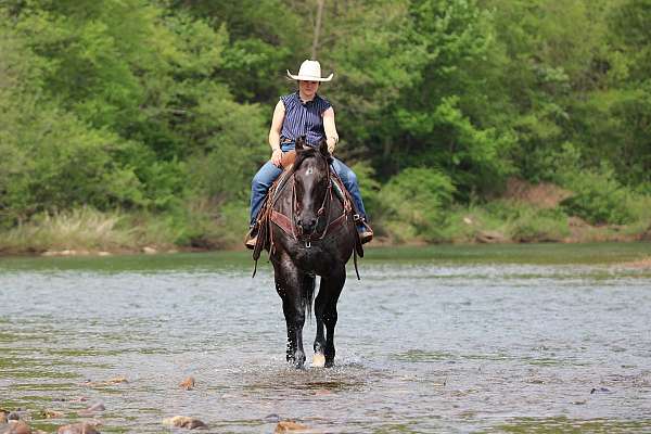 jumping-quarter-horse