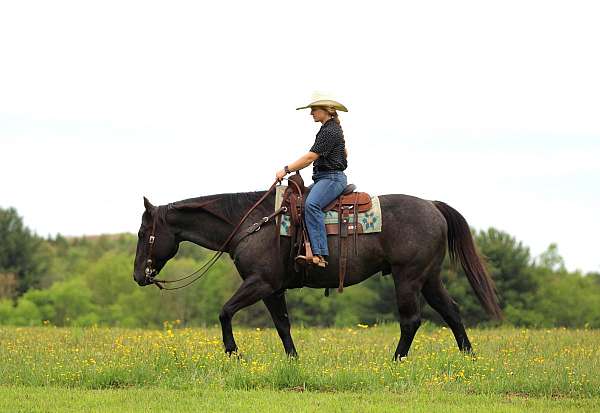 kid-safe-quarter-horse