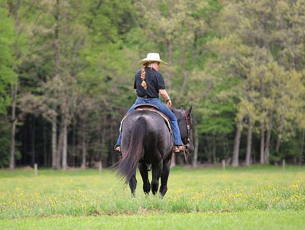 performance-quarter-horse