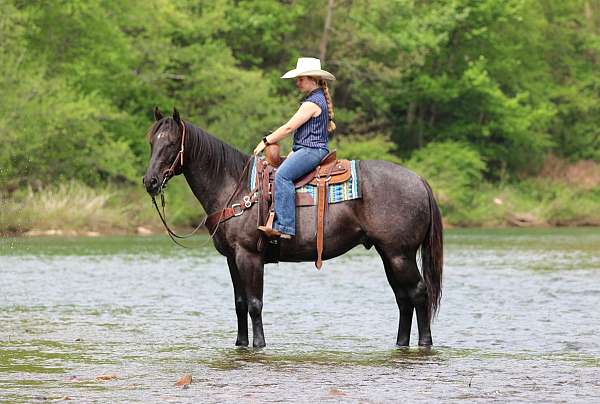 ranch-versatility-quarter-horse