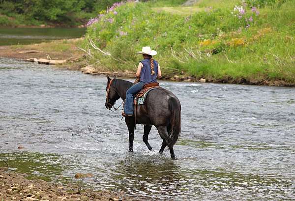 ridden-english-quarter-horse