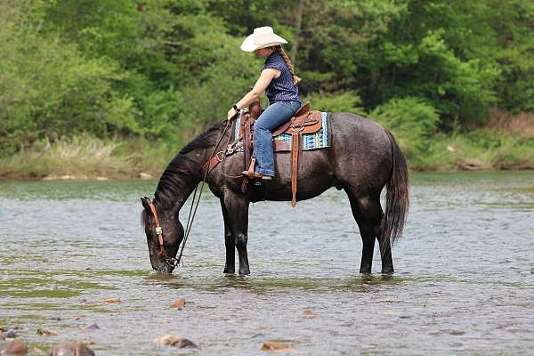 ridden-western-quarter-horse
