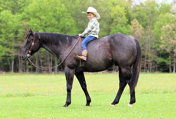 show-quarter-horse