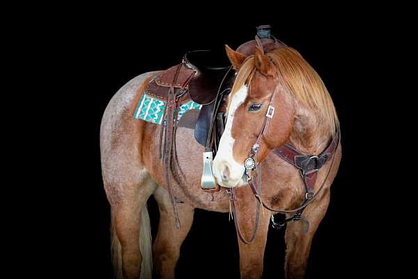 athletic-quarter-horse