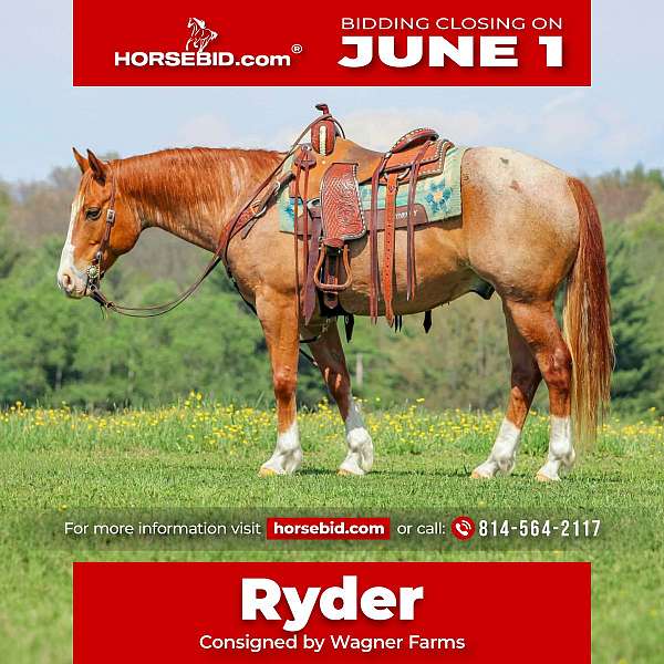 all-around-quarter-horse