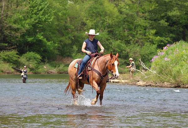 husband-safe-quarter-horse