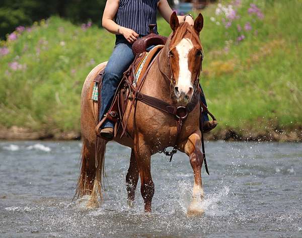 ranch-quarter-horse