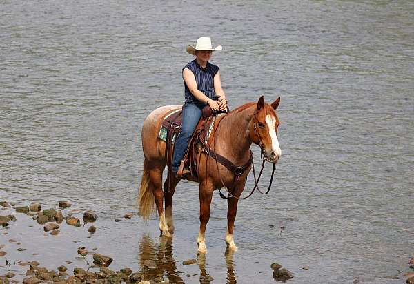 ranch-versatility-quarter-horse