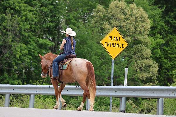 ridden-english-quarter-horse