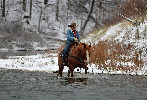 ridden-western-quarter-horse
