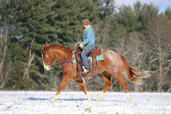 roping-quarter-horse