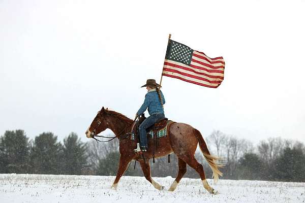 show-quarter-horse