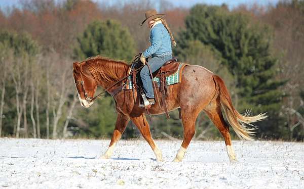 trail-quarter-horse