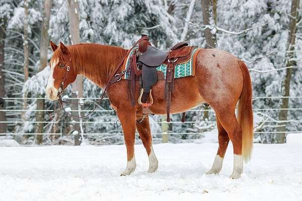 trail-riding-quarter-horse