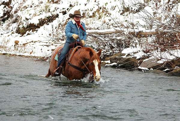 working-cattle-quarter-horse