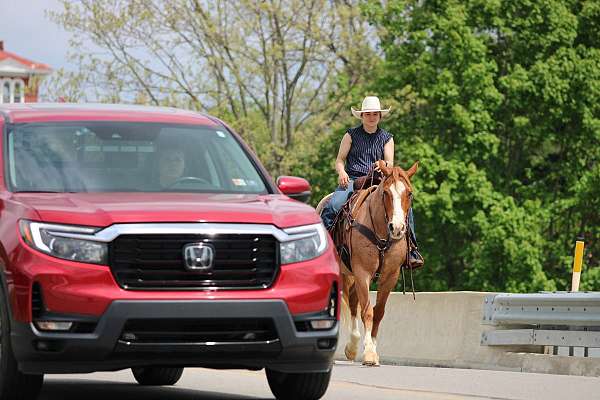 youth-quarter-horse