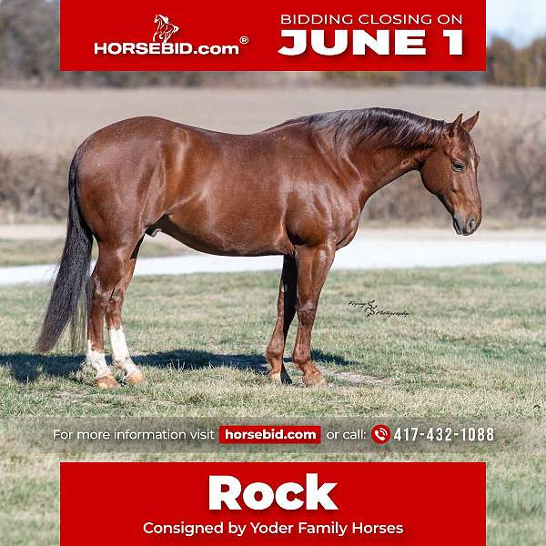all-around-quarter-horse