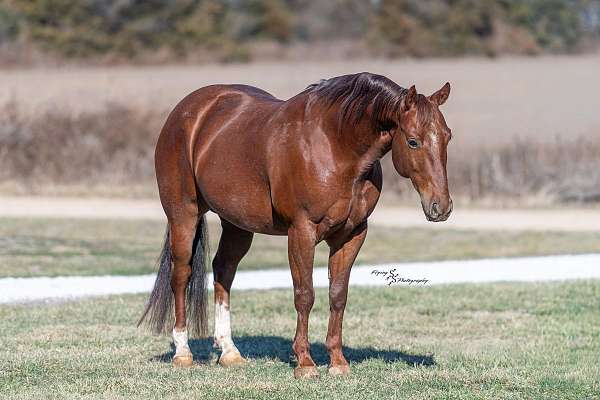 flashy-quarter-horse