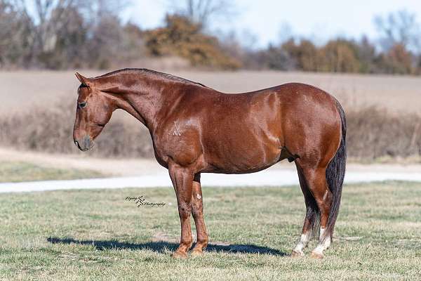 athletic-quarter-horse