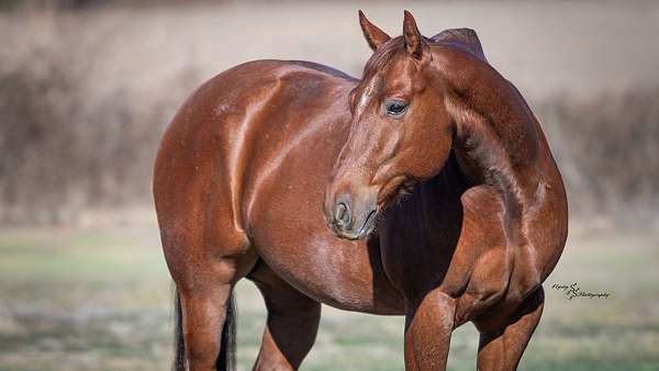 husband-safe-quarter-horse