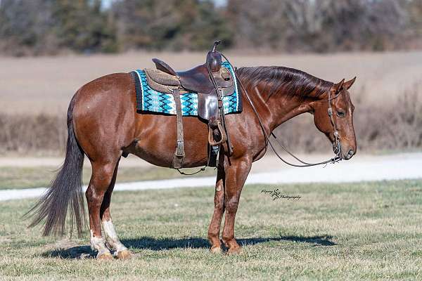 ranch-quarter-horse