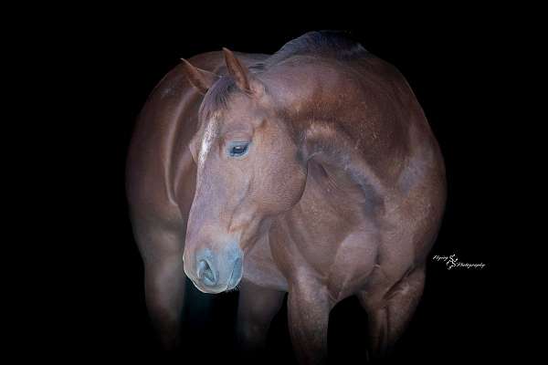 performance-quarter-horse
