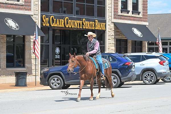 show-quarter-horse