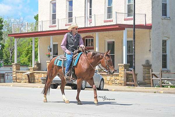 trail-quarter-horse