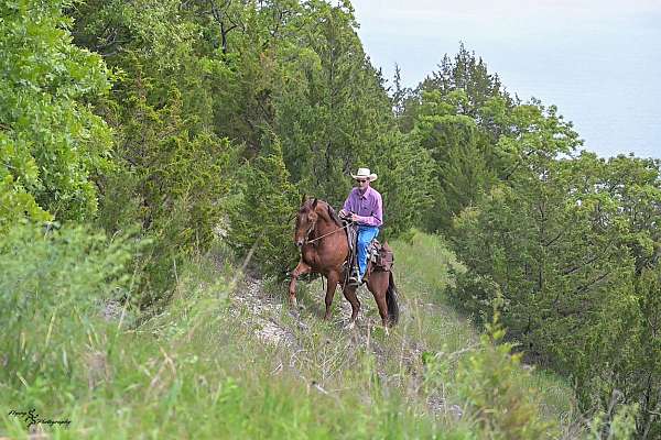 trail-riding-quarter-horse