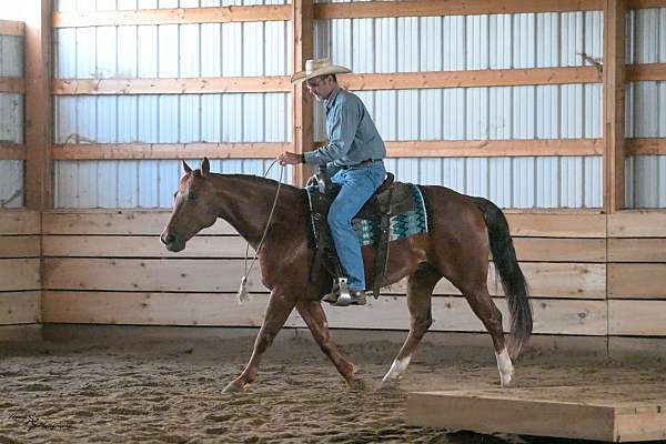 western-riding-quarter-horse
