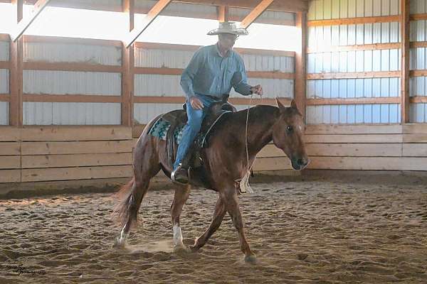 working-cattle-quarter-horse