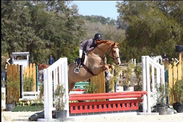 equitation-dutch-warmblood-horse
