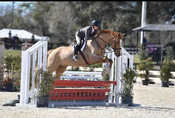 eventing-dutch-warmblood-horse