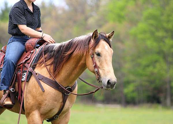 athletic-quarter-horse