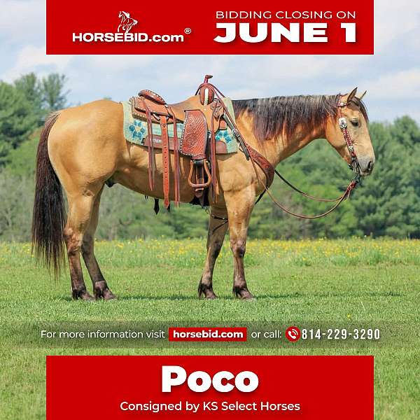 all-around-quarter-horse